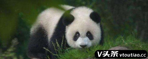 大熊猫是国家几级保护动物 大熊猫属于国家几级保护动物呢