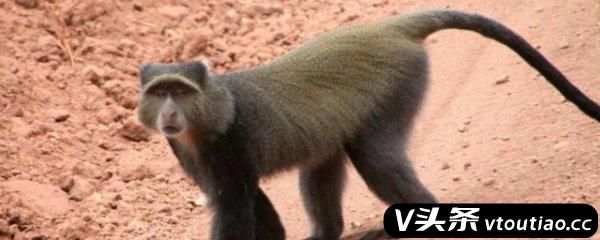 猴子的尾巴起什么作用 猴子的尾巴起哪些作用