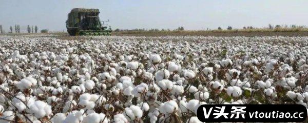 棉花的栽培技术 种植棉花的全过程