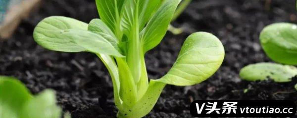 寒露种植什么蔬菜 寒露种植哪些蔬菜