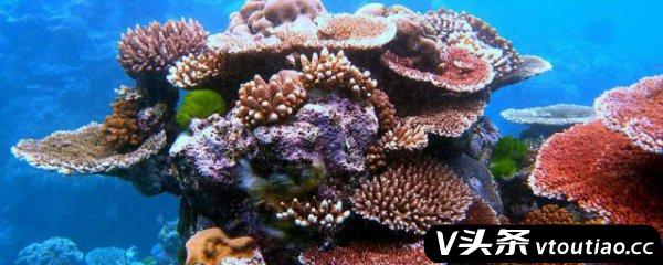 珊瑚为什么是动物 珊瑚是不是一种动物
