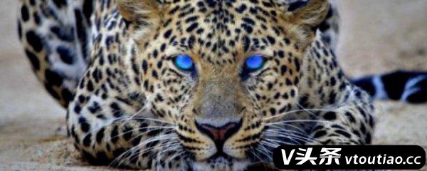 花豹是几级保护动物 金钱豹是几级保护动物