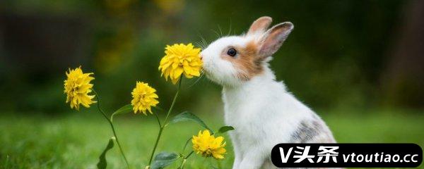 野兔是保护动物吗 野兔是不是保护动物