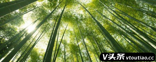 竹子的特点是什么 竹子有什么特点