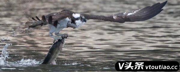 鱼鹰的天敌是什么动物 鱼鹰的天敌是啥动物